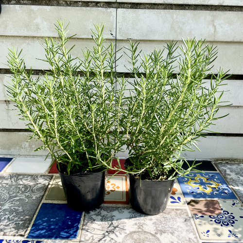 鉢ごと 立性 大株 ローズマリー マリンブルー 3.5号×2ポット その他