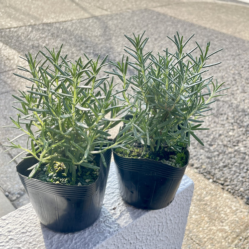 鉢ごと 立性 大株 ローズマリー マリンブルー 3.5号×2ポット その他