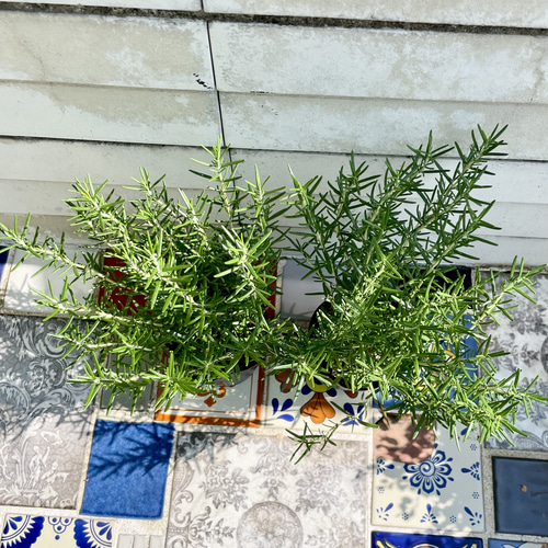 鉢ごと 立性 大株 ローズマリー マリンブルー 3.5号×2ポット その他