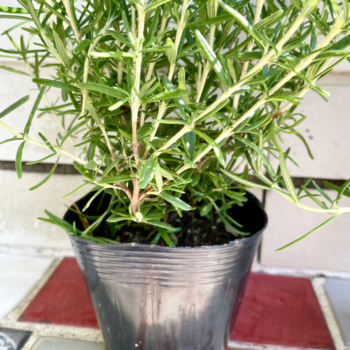 鉢ごと 立性 大株 ローズマリー マリンブルー 3.5号×2ポット その他