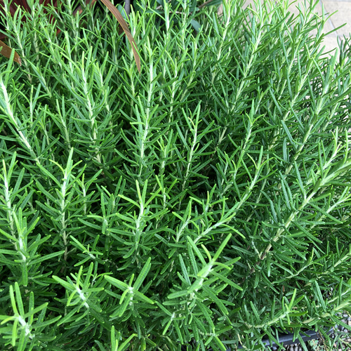 鉢ごと 立性 大株 ローズマリー マリンブルー 3.5号×2ポット その他