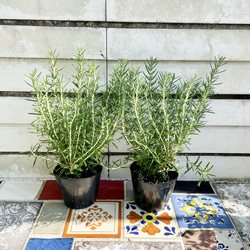 オリーブの木【SOUJU】ネバディロブランコ9寸幹極太 品質抜群 シ オリーブの木【SOUJU】ネバディロブランコ9寸幹極太 品質抜群 シ