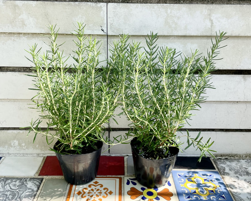 f4faae5ebd056589439fa766988bf8