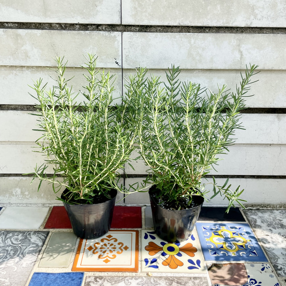 鉢ごと 立性 大株 ローズマリー マリンブルー 3.5号×2ポット その他