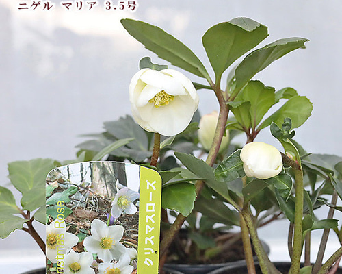 48df5366f110c9a912a50778448de1