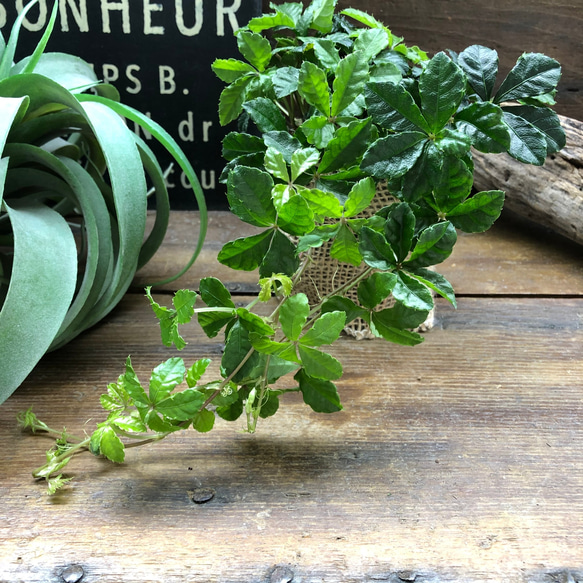 シュガーバイン♡垂れ下がり♡観葉植物♡ 5枚目の画像