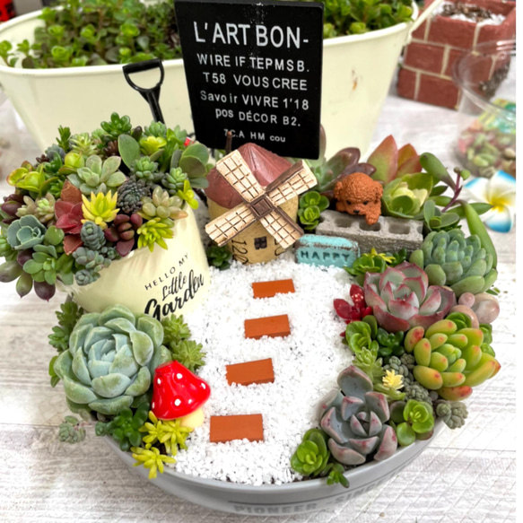 受注制作 円形 箱庭風多肉植物寄せ植え 多肉植物 まぁちゃん