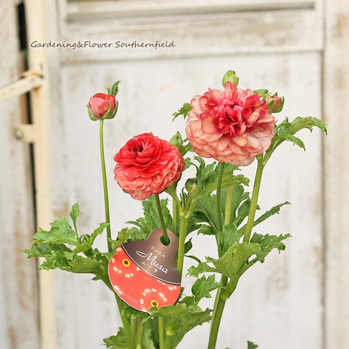 ラナンキュラス ラックス「ランドセルシリーズ」 花苗 花 苗