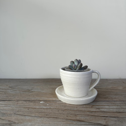 コーヒーカップ 植木鉢 2.5号 1枚目の画像