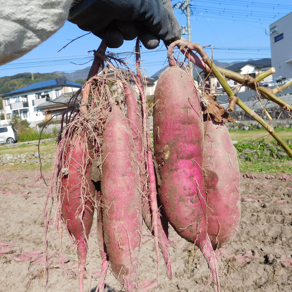 しっとりタイプのスイーツ系ほしいも100g×3袋（自然栽培：栽培期間中農薬・肥料不使用、送料込み） 12枚目の画像