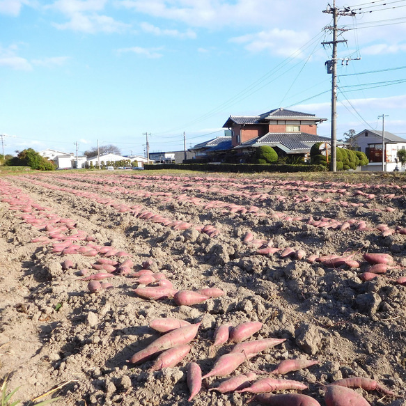 しっとりタイプのスイーツ系ほしいも100g×3袋（自然栽培：栽培期間中農薬・肥料不使用、送料込み） 10枚目の画像