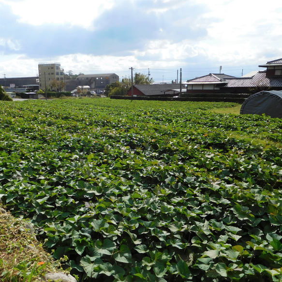 しっとりタイプのスイーツ系ほしいも100g×2袋（自然栽培：栽培期間中農薬・肥料不使用、送料込み） 8枚目の画像