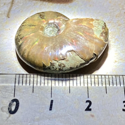 【希少】オパール　アンモナイト　化石 3枚目の画像