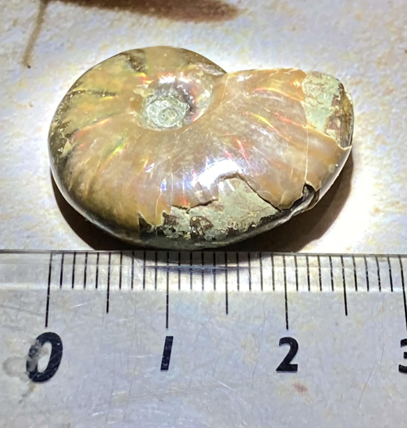 【希少】オパール　アンモナイト　化石 3枚目の画像