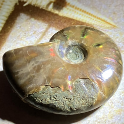 【希少】オパール　アンモナイト　化石 1枚目の画像