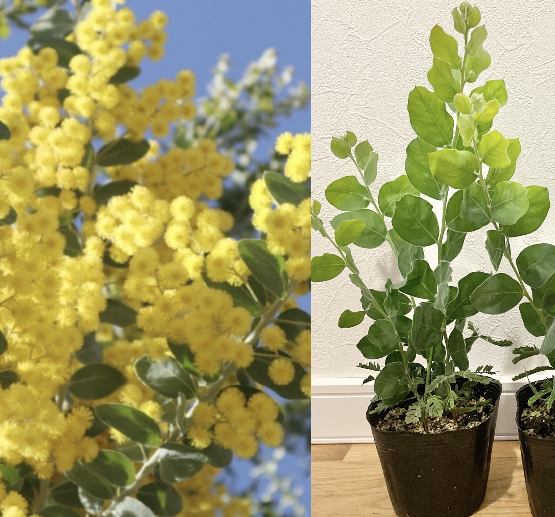 可愛いポンポン花を咲かせます♡ パールアカシア　7号ポット苗65　ミモザ