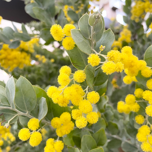 パールアカシア♡苗♡ドライフラワーにも♩甘い香り♡ ドライフラワー