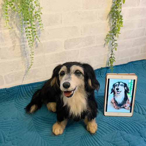 オーダー ダックスフンド 羊毛フェルトダックス♡うちの子そっくり