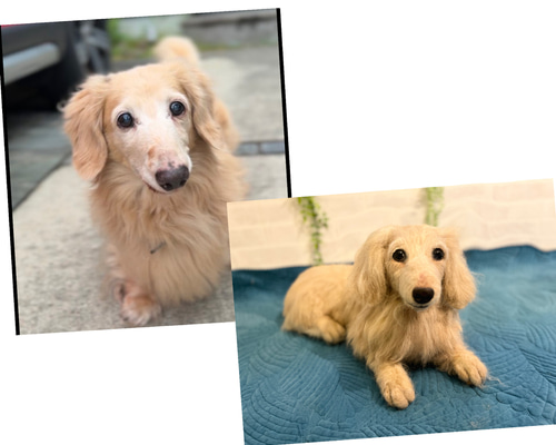 オーダー ダックスフンド 羊毛フェルトダックス♡うちの子そっくり