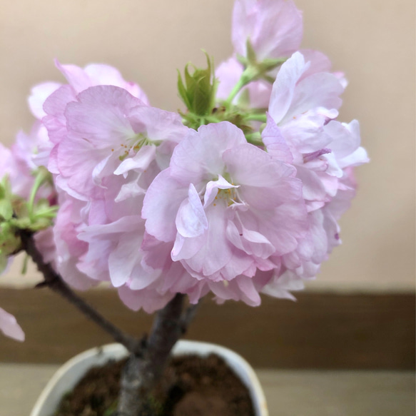 旭山桜（一才桜） 2枚目の画像