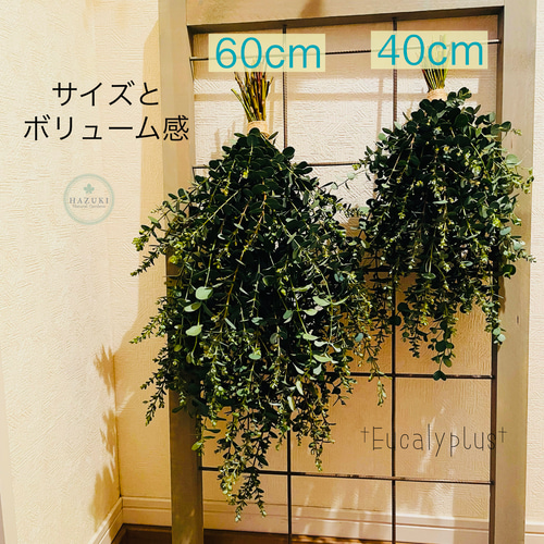 生花フレッシュ♪ユーカリのスワッグ ドライフラワーになる 生花フレッシュ♪ユーカリのスワッグ ドライフラワーになる