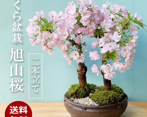 2025年開花終了】徒歩0分のお花見。豪華な二本植え【旭山桜 2025年開花終了】徒歩0分のお花見。豪華な二本植え【旭山桜