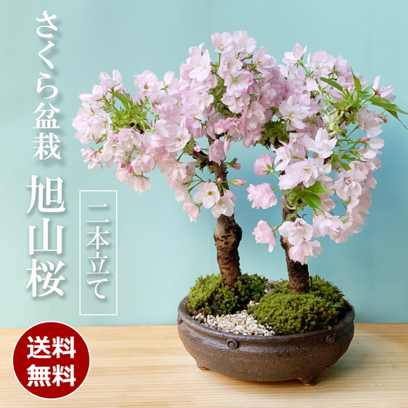 【2024年開花終了】徒歩0分のお花見。豪華な二本植え【旭山桜（あさひやまさくら）二本植えの盆栽（信楽焼茶鉢） 1枚目の画像