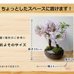 【2024年開花終了】徒歩0分のお花見。豪華な二本植え【旭山桜（あさひやまさくら）二本植えの盆栽（信楽焼茶鉢） 3枚目の画像