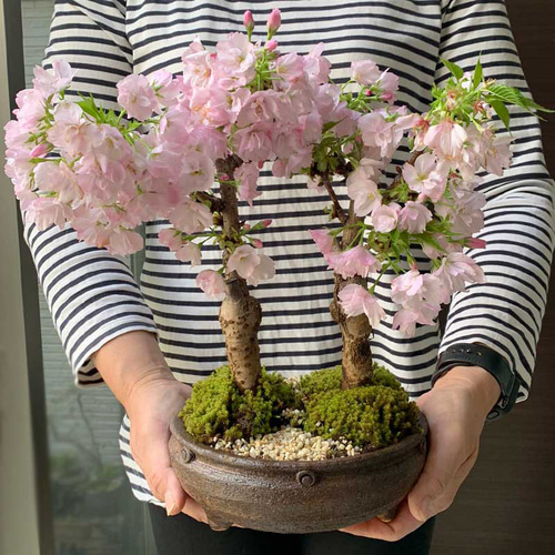 山本鉋 – YAMASUKE KurashigeTools