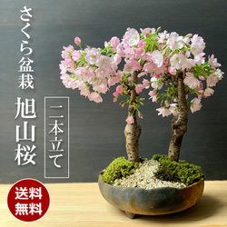 2025年開花終了】桜・・・そう聞くだけで心和む景色を貴方のもと