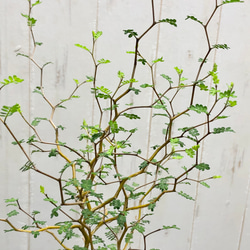 2株立ち  ミクロフィラ  ソフォラ リトルベイビー 17枚目の画像