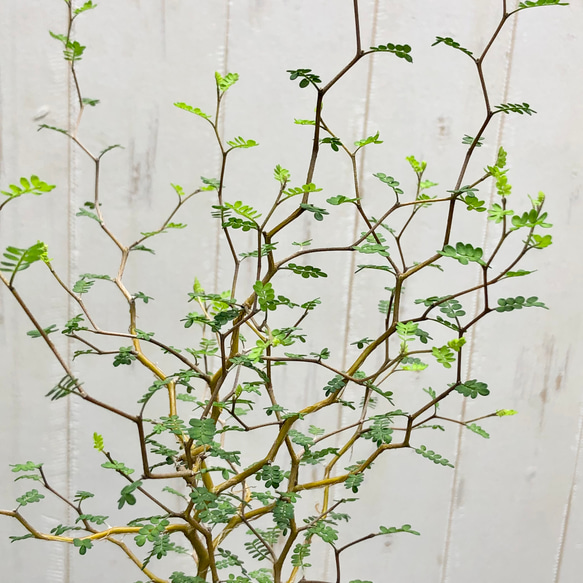 2株立ち  ミクロフィラ  ソフォラ リトルベイビー 17枚目の画像