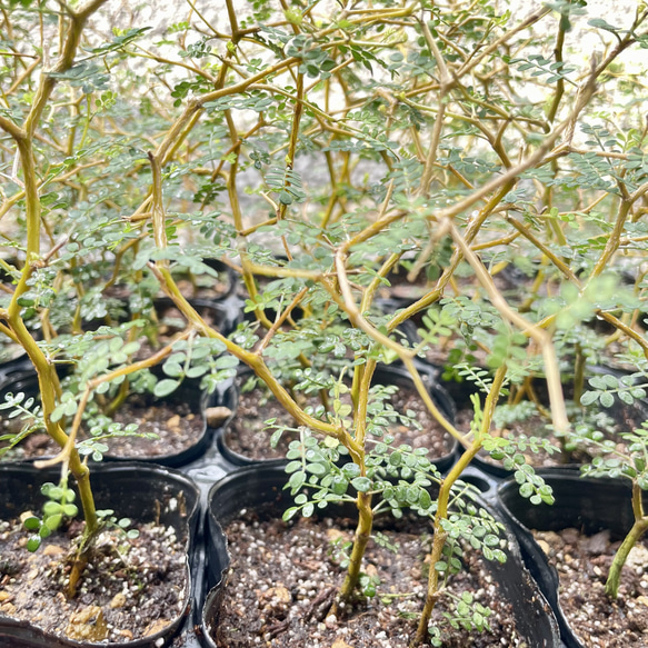 2株立ち  ミクロフィラ  ソフォラ リトルベイビー 19枚目の画像