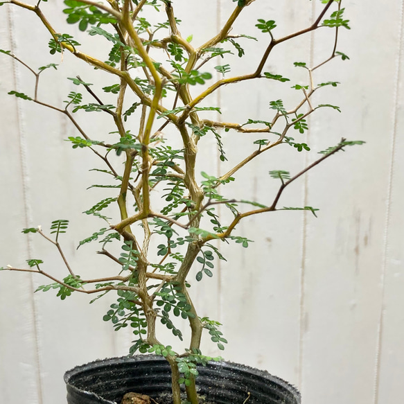 2株立ち  ミクロフィラ  ソフォラ リトルベイビー 15枚目の画像