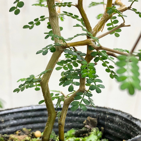 2株立ち  ミクロフィラ  ソフォラ リトルベイビー 16枚目の画像