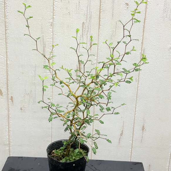 2株立ち  ミクロフィラ  ソフォラ リトルベイビー 6枚目の画像