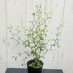 2株立ち  ミクロフィラ  ソフォラ リトルベイビー 8枚目の画像