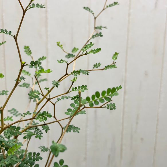 2株立ち  ミクロフィラ  ソフォラ リトルベイビー 14枚目の画像