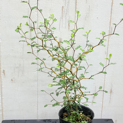 2株立ち  ミクロフィラ  ソフォラ リトルベイビー 9枚目の画像