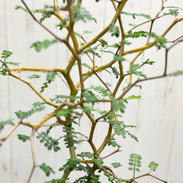 2株立ち  ミクロフィラ  ソフォラ リトルベイビー 13枚目の画像