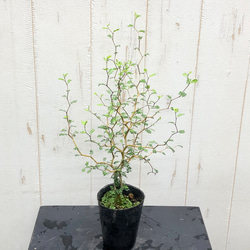 2株立ち  ミクロフィラ  ソフォラ リトルベイビー 5枚目の画像