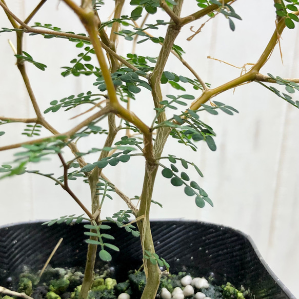 2株立ち  ミクロフィラ  ソフォラ リトルベイビー 7枚目の画像