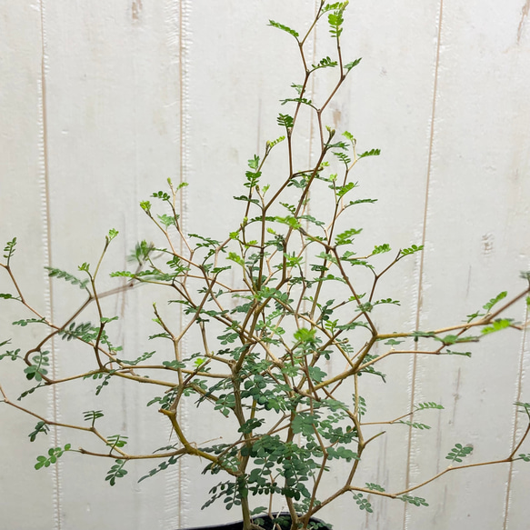 2株立ち  ミクロフィラ  ソフォラ リトルベイビー 11枚目の画像