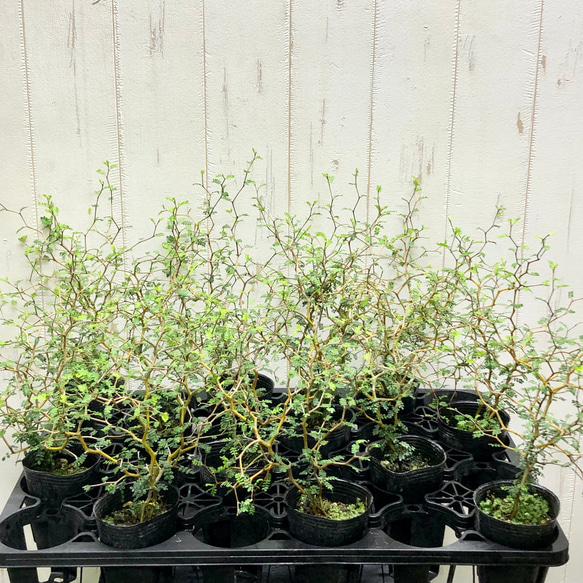 2株立ち  ミクロフィラ  ソフォラ リトルベイビー 20枚目の画像