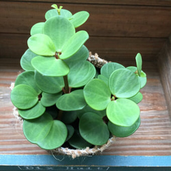 ホープ♡ペペロミア♡観葉植物♡インテリア 3枚目の画像