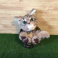 オーダーメイド(赤ちゃん猫) 7枚目の画像
