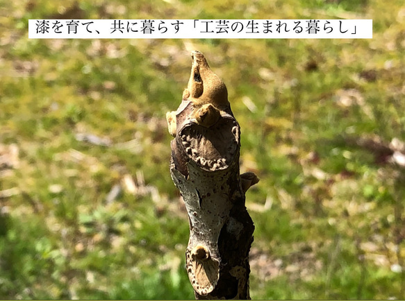 金継ぎキット Kintsugi Seed 動画付  純金0.1g 純銀0.5g 蒔仕上げ シンプル ナチュラル 金継ぎ 19枚目の画像