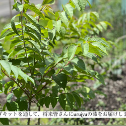 金継ぎキット Kintsugi Seed 動画付  純金0.1g 純銀0.5g 蒔仕上げ シンプル ナチュラル 金継ぎ 20枚目の画像