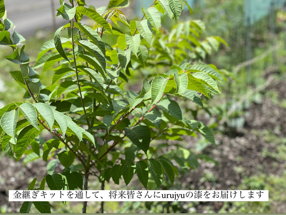 Simplest Kintsugi kit 【Kintsugi Seed】 natural traditional 第20張的照片