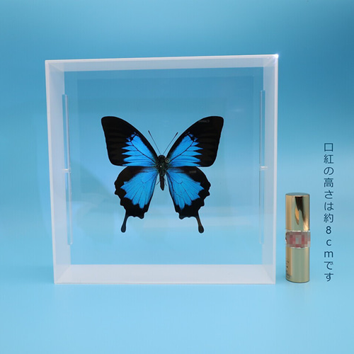 ガラスの靴 ◇オオルリアゲハ◇ アクリルフレーム 蝶の標本 その他